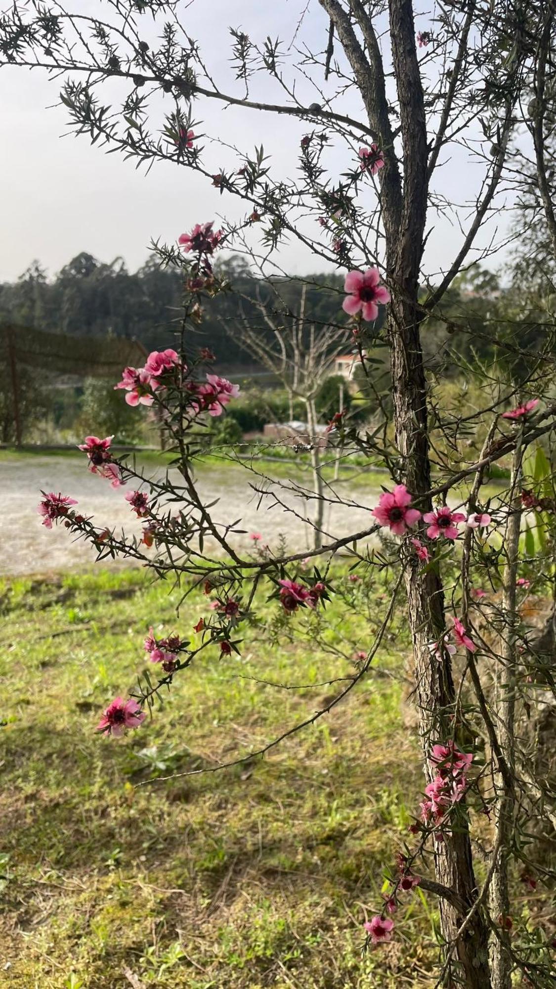 Quinta De Villasete Alpendurada Ngoại thất bức ảnh