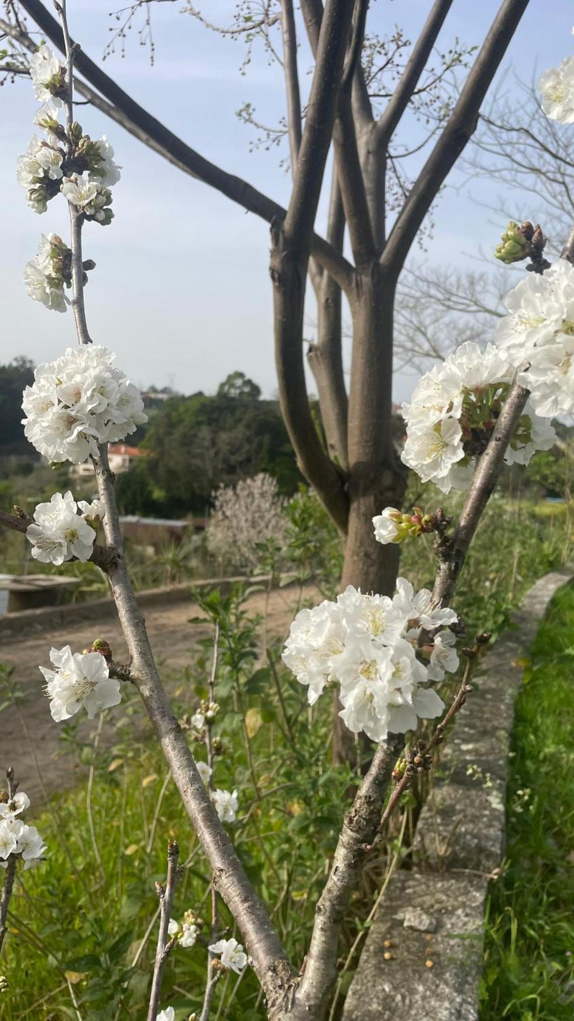 Quinta De Villasete Alpendurada Ngoại thất bức ảnh