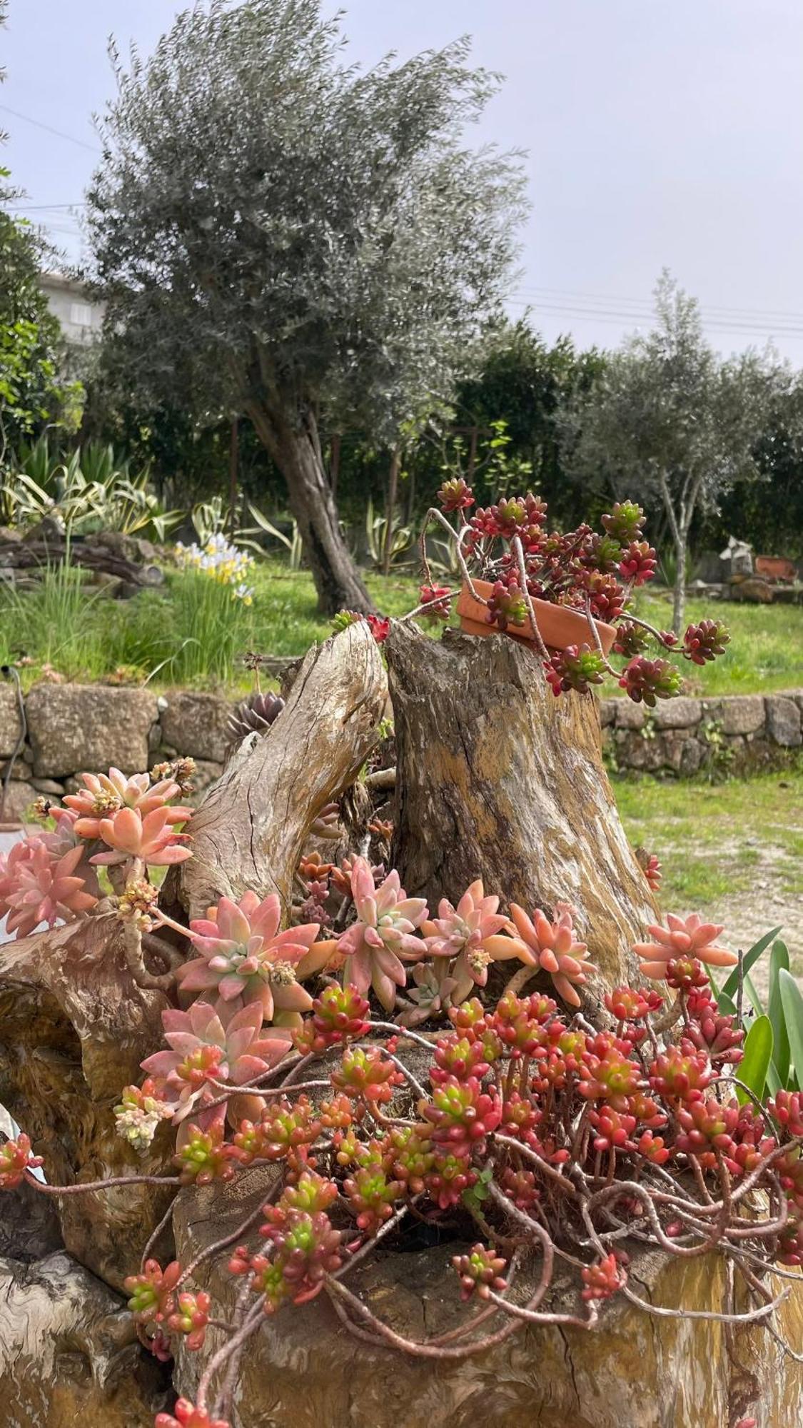Quinta De Villasete Alpendurada Ngoại thất bức ảnh