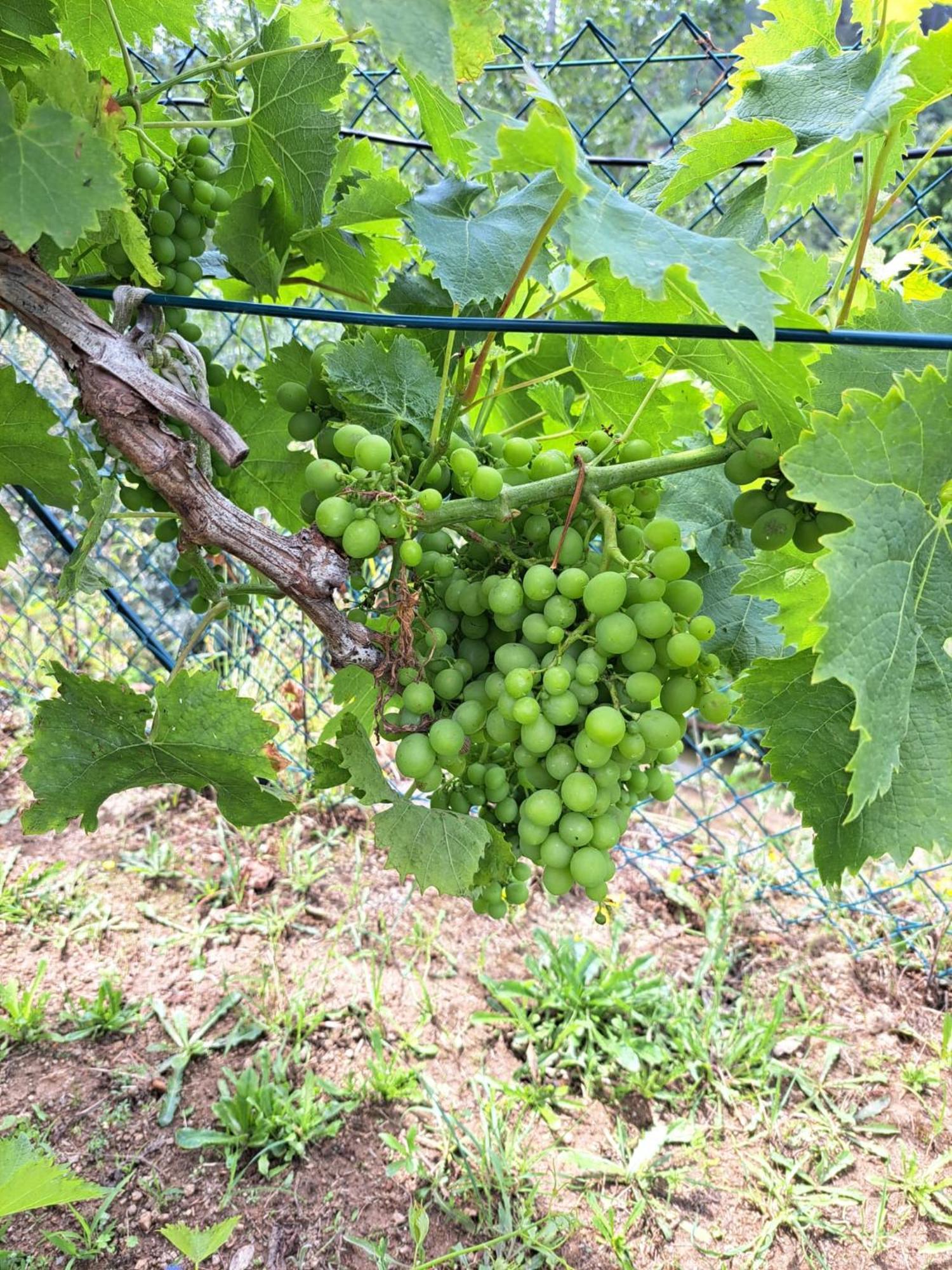 Quinta De Villasete Alpendurada Ngoại thất bức ảnh