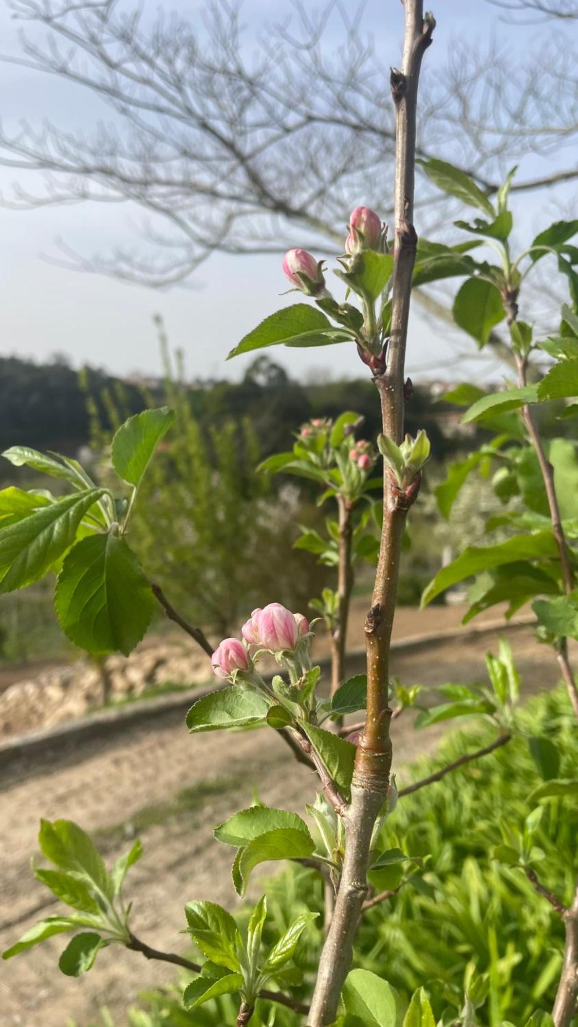 Quinta De Villasete Alpendurada Ngoại thất bức ảnh